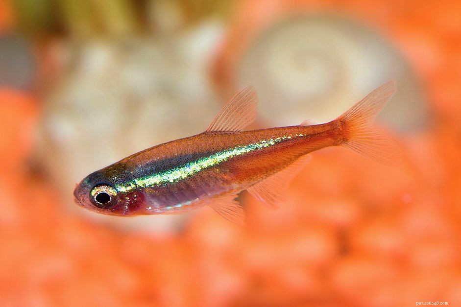 Neon Tetra Disease: Symptoms, Causes, and Effective Treatment for Aquatic Pets