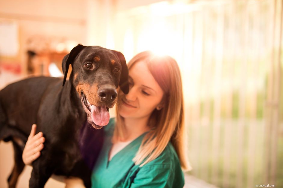 Understanding von Willebrand Disease in Dogs: Symptoms, Diagnosis & Treatment