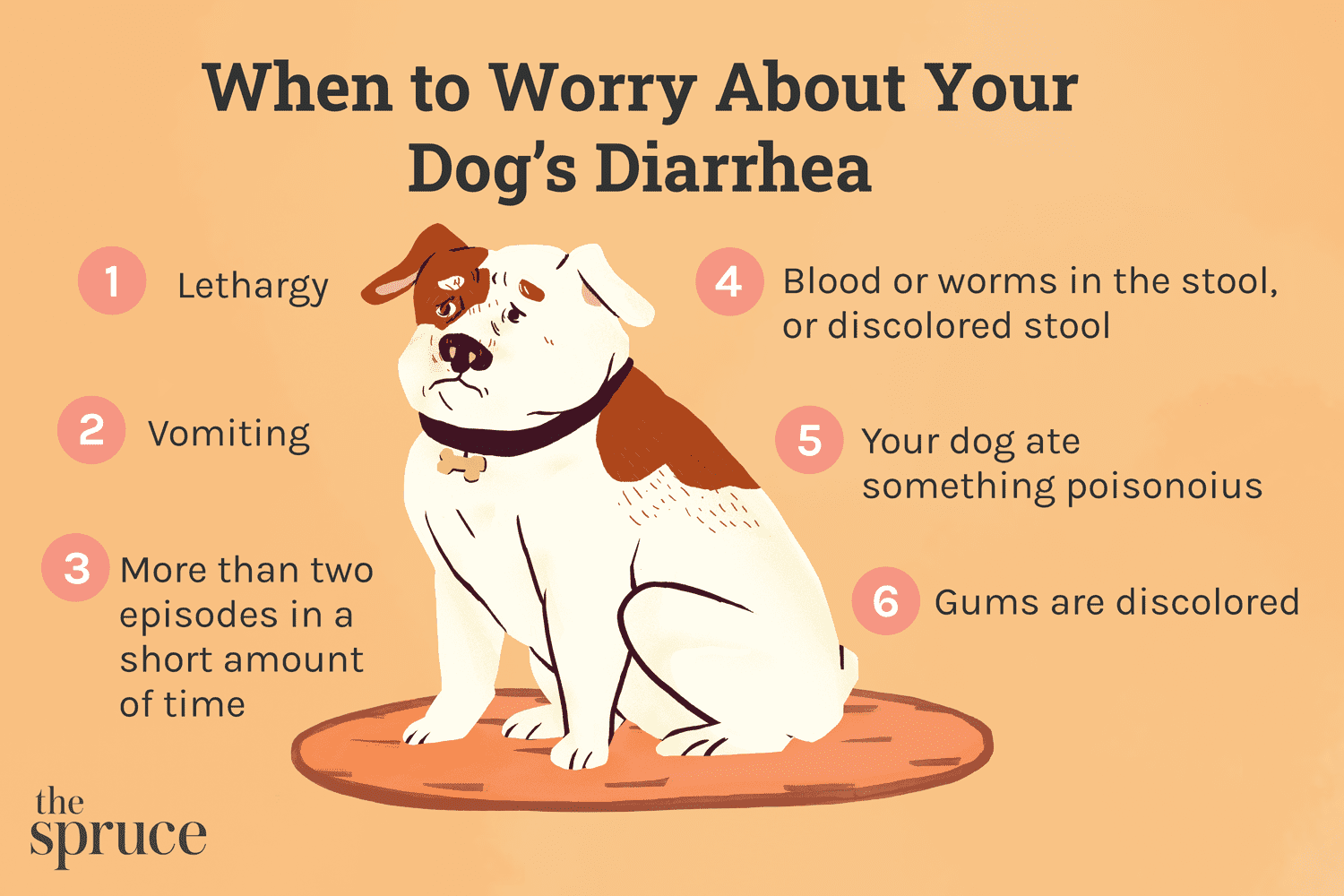 Diarrhea in Dogs: Causes, Treatment, Prevention & Vet Guidance