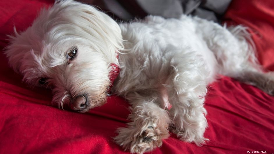 Diarrhea in Dogs: Causes, Treatment, Prevention & Vet Guidance