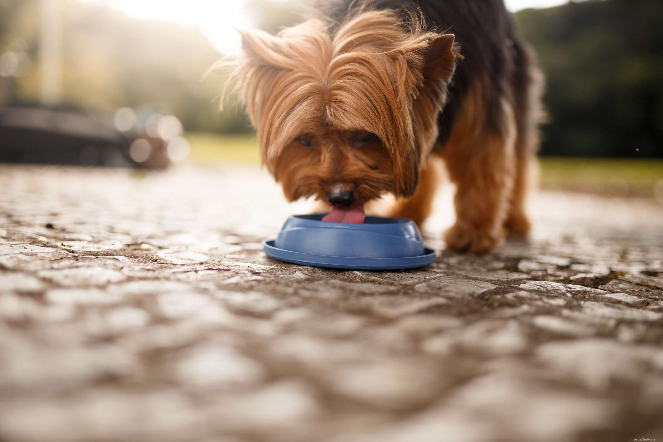 Treating Chocolate Poisoning in Dogs: Quick, Safe Steps for Pet Owners