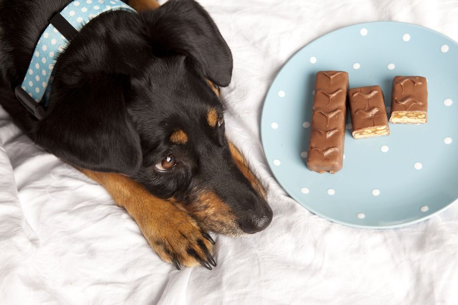 Treating Chocolate Poisoning in Dogs: Quick, Safe Steps for Pet Owners