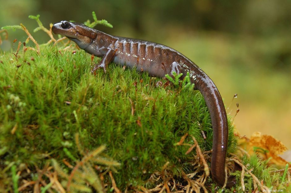 Salamanders & Newts: Diversity, Adaptations, and Remarkable Regeneration