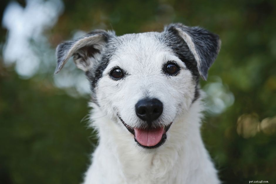 Expert Guide: Helping Your Dog Soothe Arthritis Pain & Improve Mobility