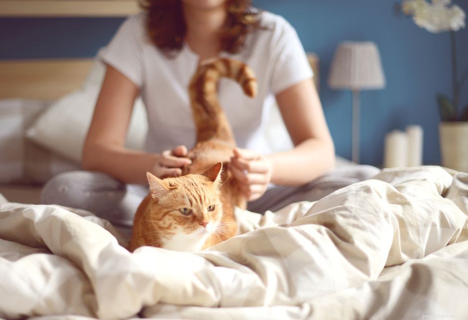 Feline Immunodeficiency Virus (FIV): What You Need to Know About Prevention, Diagnosis, and Care