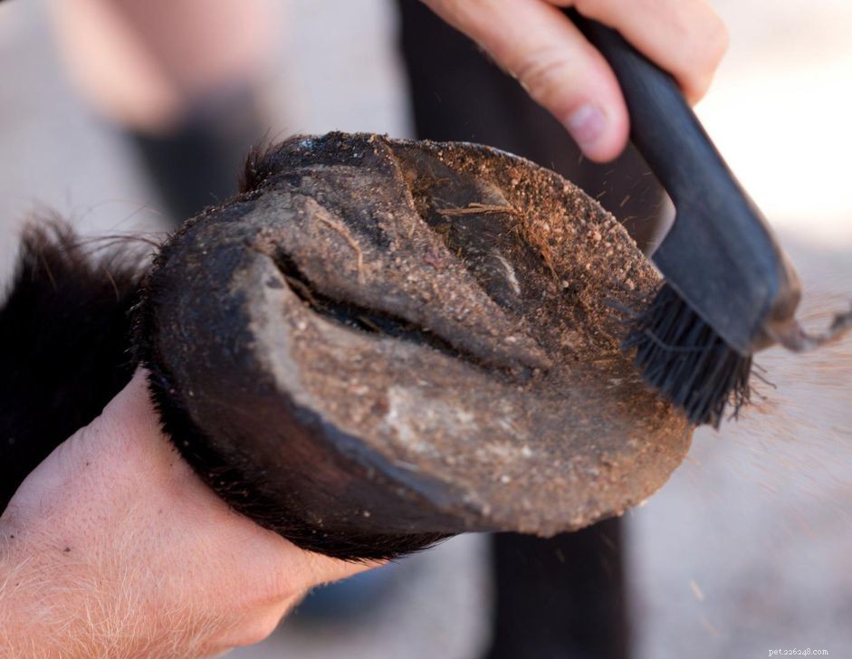 Understanding the Anatomy and Function of a Horse s Hoof
