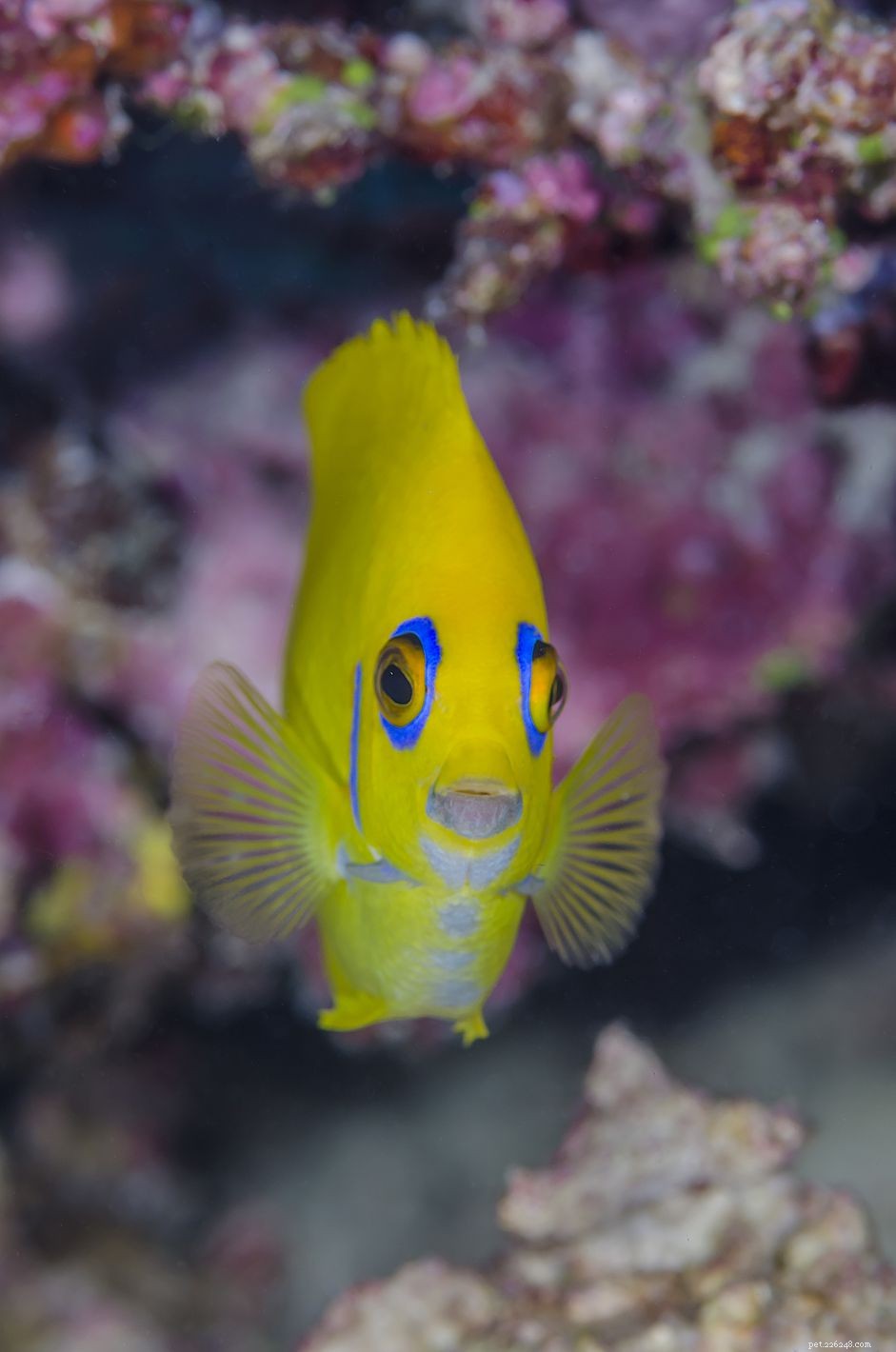 Pomacanthidae Angelfish: Diet, Feeding Habits & Care Tips