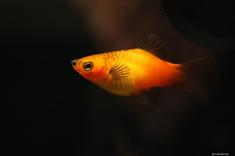 Effective Columnaris Disease Treatment & Prevention for Aquarium Fish