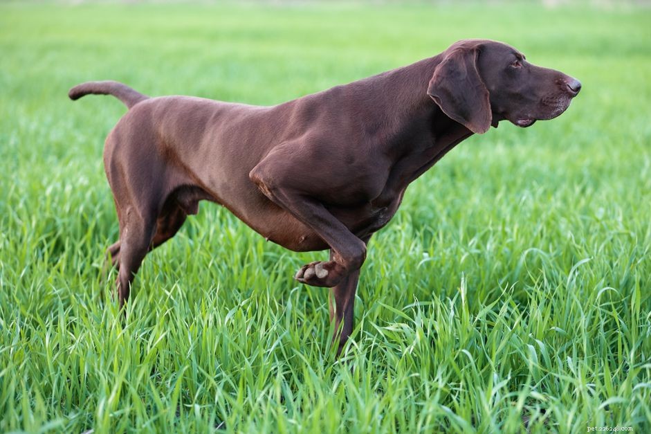 Pointer Dog Breed: Characteristics, Care, and Training Guide