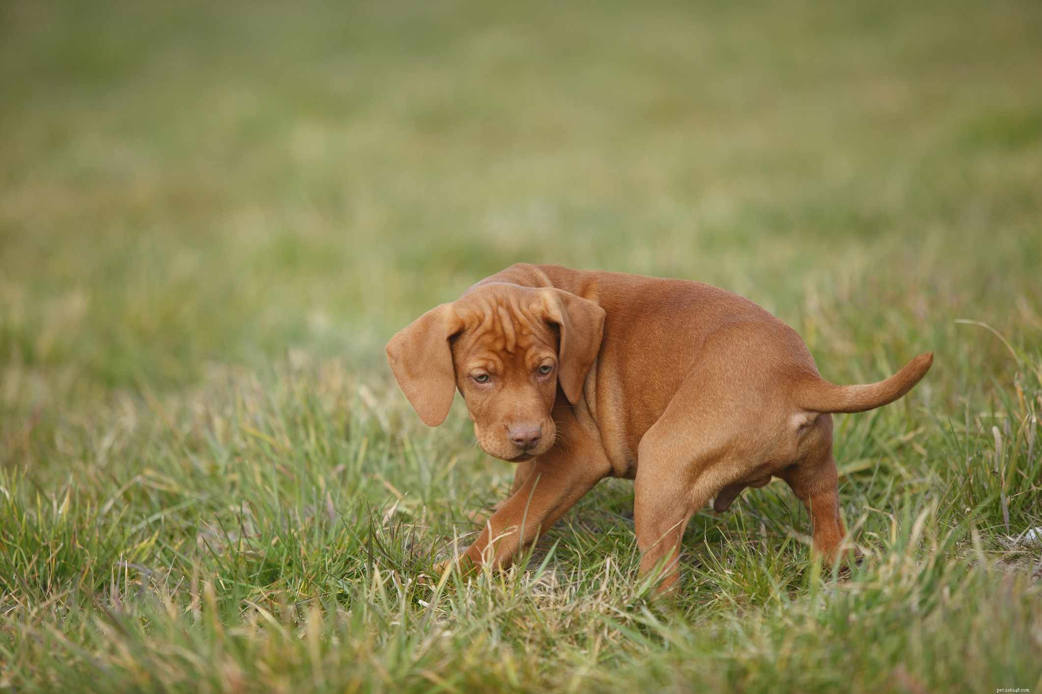 Pointer Dog Breed: Characteristics, Care, and Training Guide