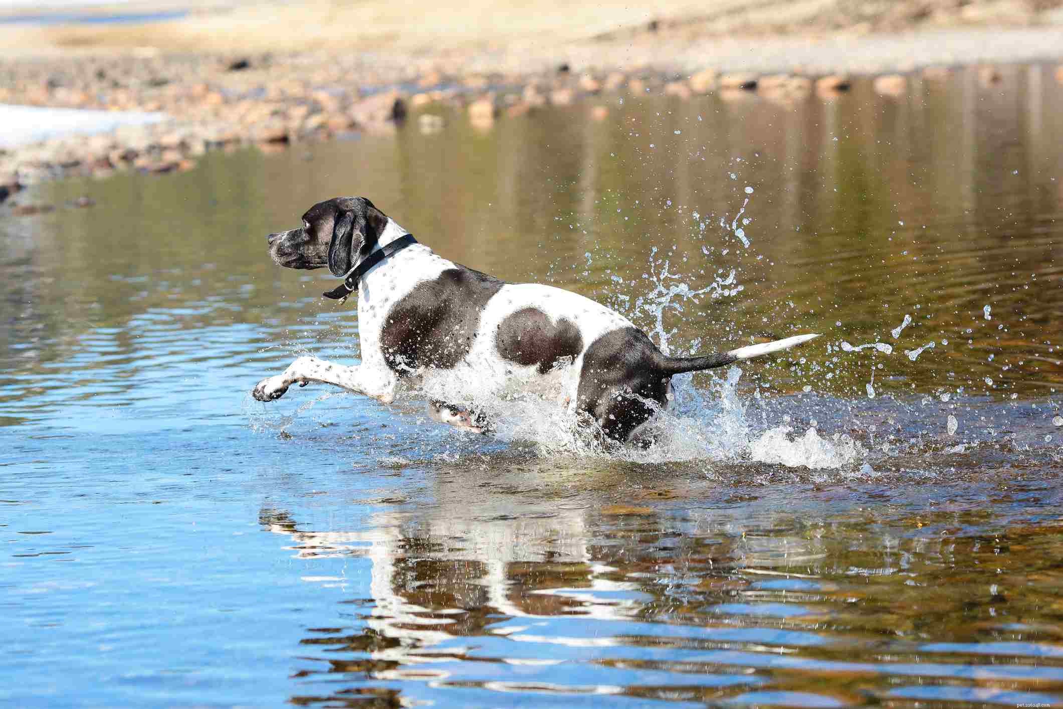 Pointer Dog Breed: Characteristics, Care, and Training Guide