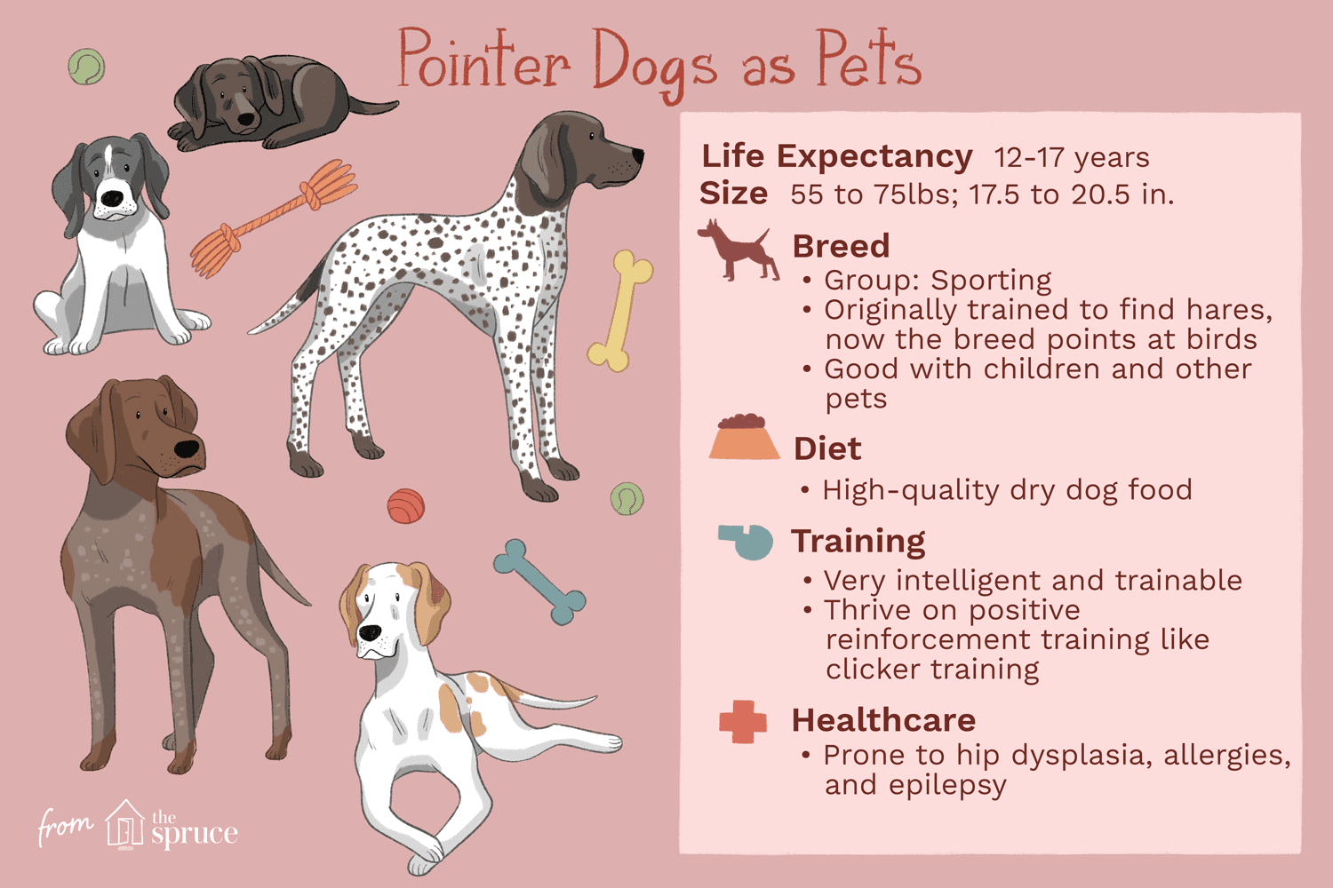 Pointer Dog Breed: Characteristics, Care, and Training Guide