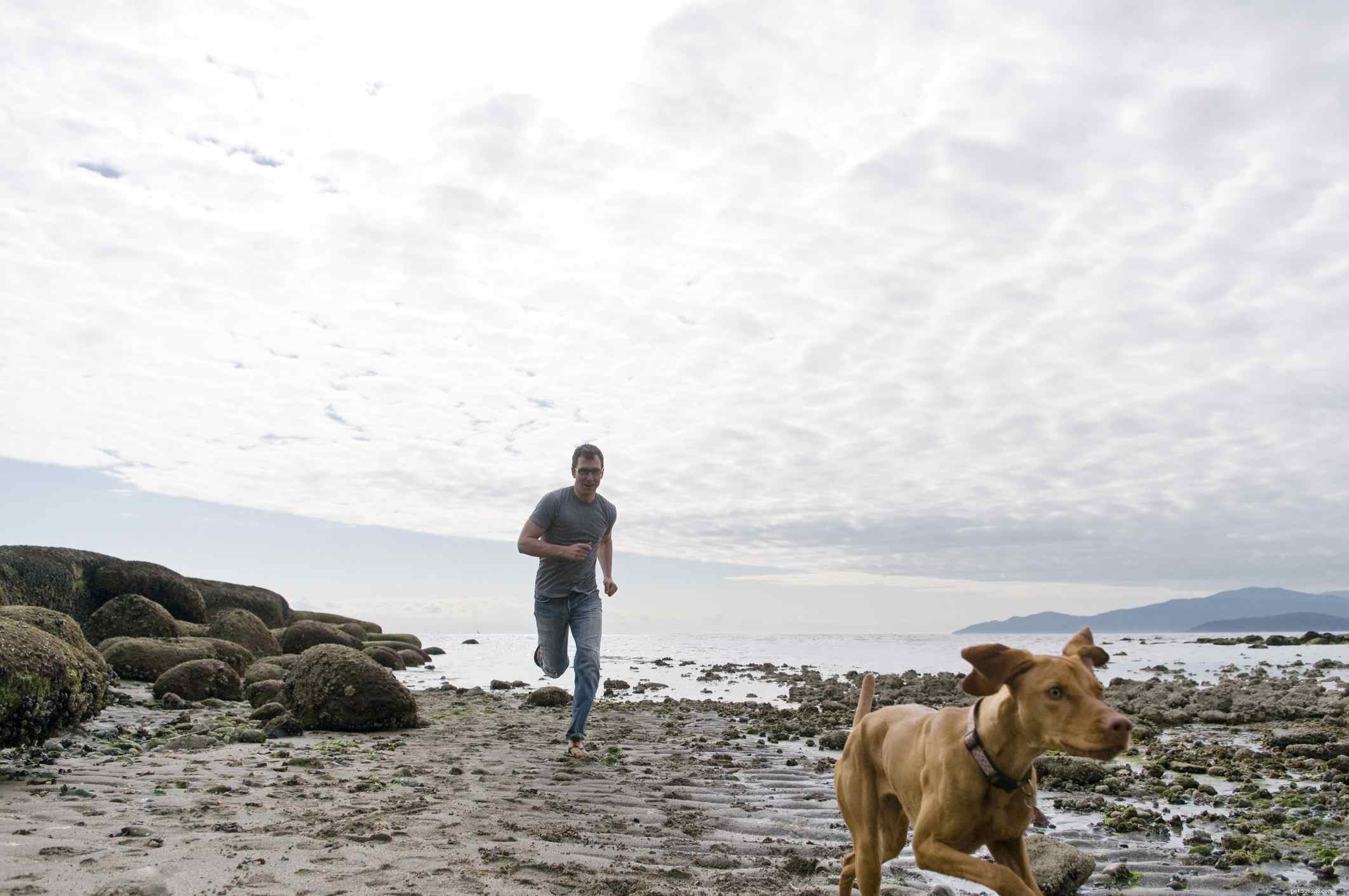 Pointer Dog Breed: Characteristics, Care, and Training Guide