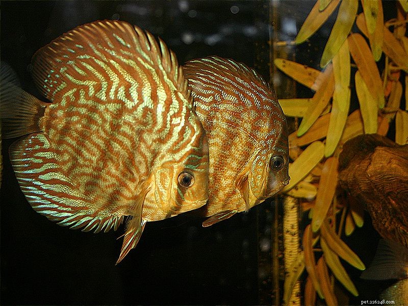 Mastering Freshwater Aquarium Lighting: A Comprehensive Guide for Beginners