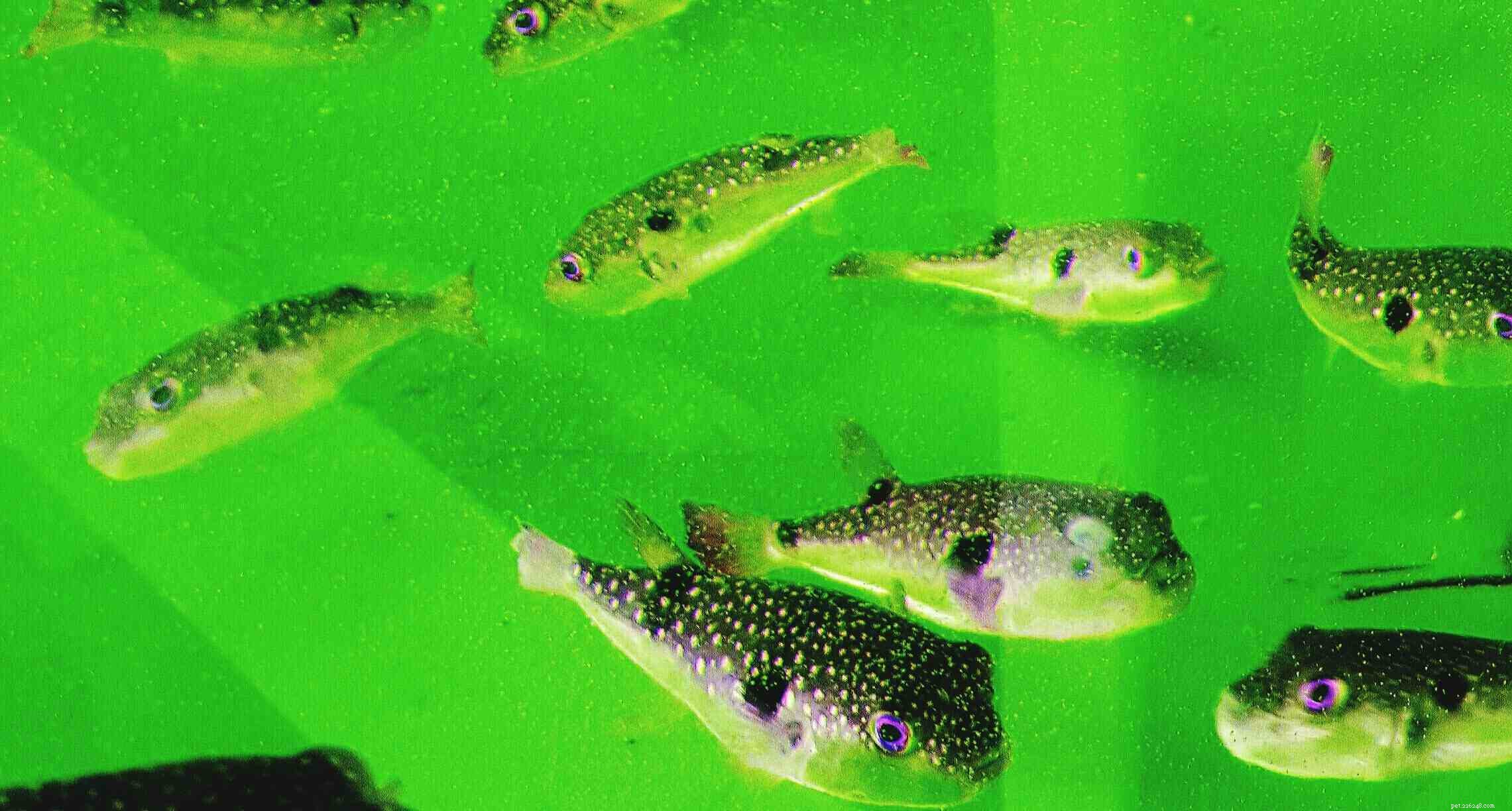 Mastering Freshwater Aquarium Lighting: A Comprehensive Guide for Beginners