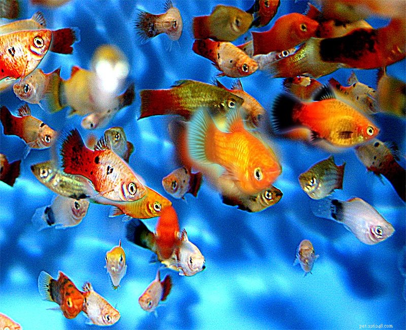 Mastering Freshwater Aquarium Lighting: A Comprehensive Guide for Beginners