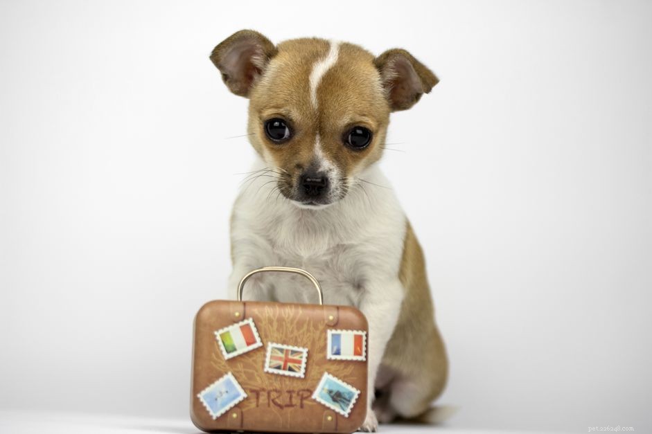 Effective Strategies to Treat Puppy Separation Anxiety