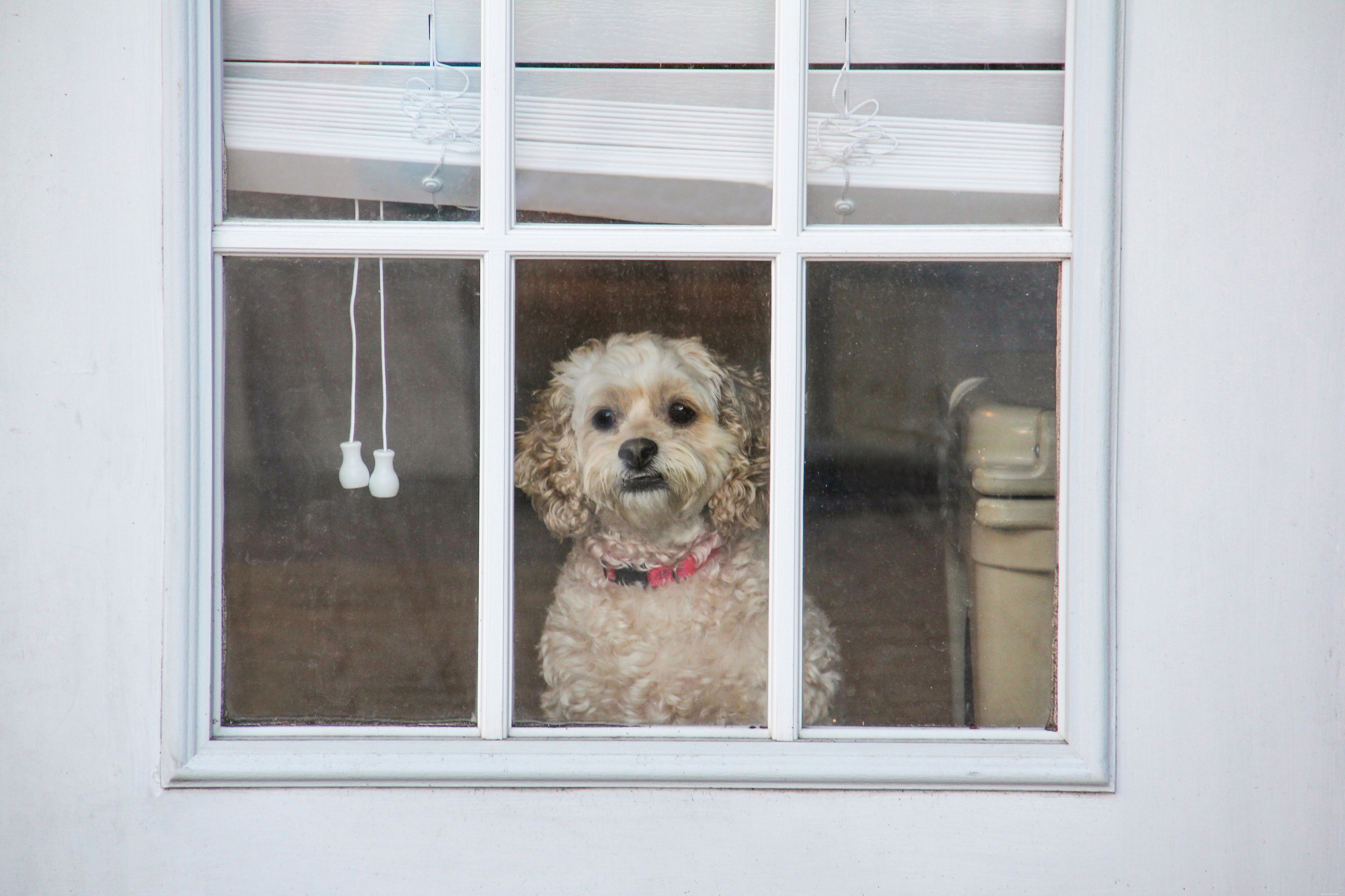 Effective Strategies to Treat Puppy Separation Anxiety