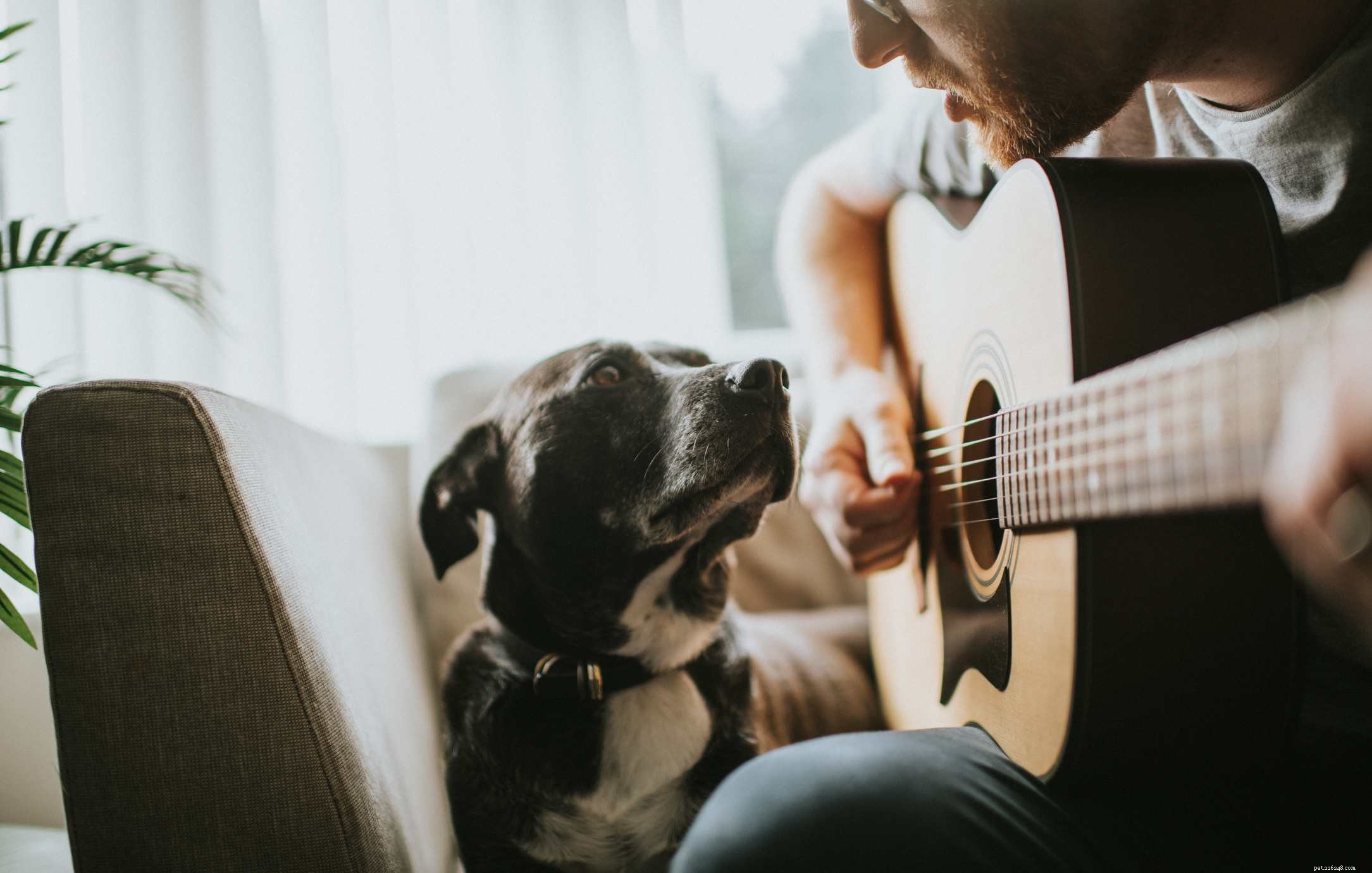 Effective Strategies to Treat Puppy Separation Anxiety