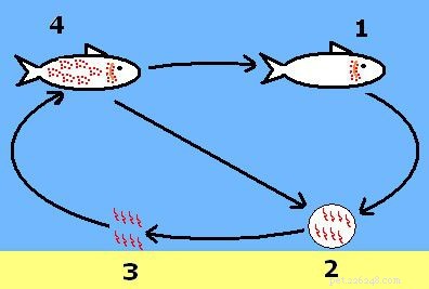 Comprehensive Guide to Marine Ich and Other Aquarium Fish Parasites