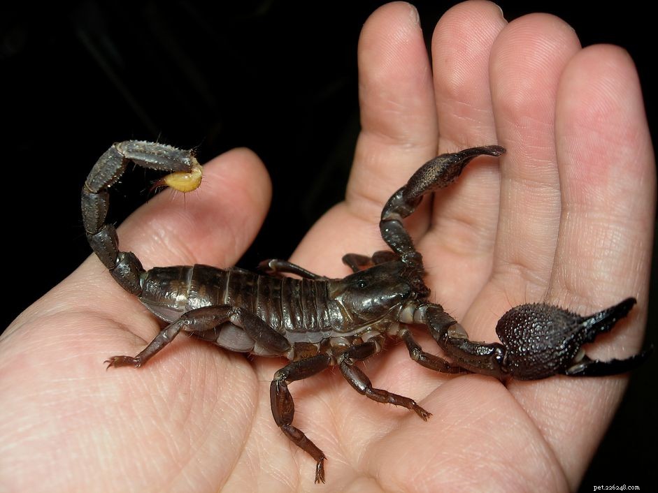 Creative & Captivating Pet Names for Scorpions