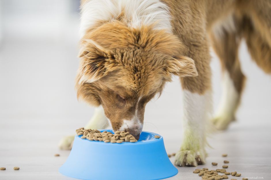Understanding Salmonella: Symptoms, Risks, and Effective Treatments