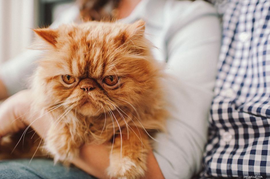 Does Your Cat s Color Reveal Its Personality? Exploring Myths & Facts