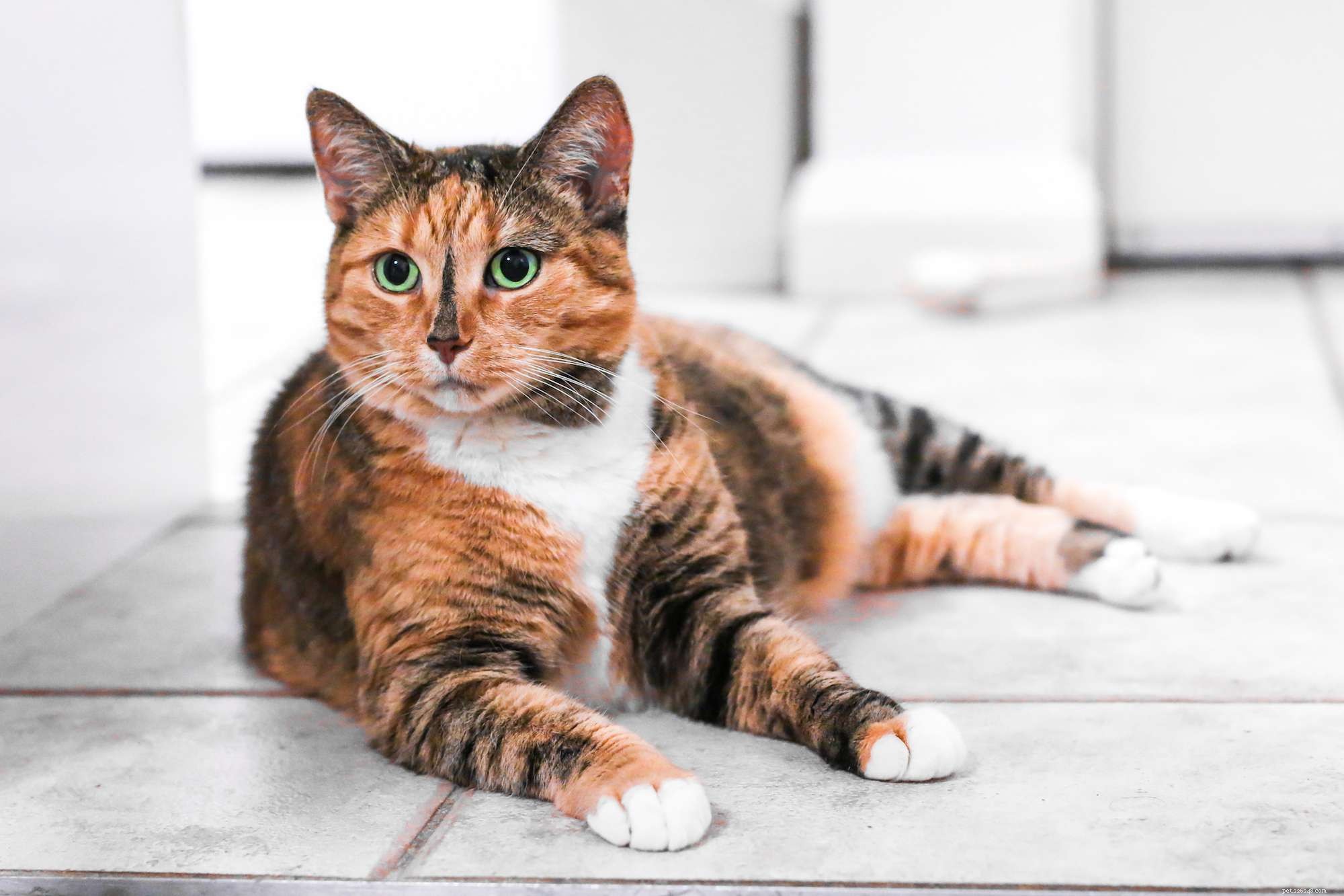 Does Your Cat s Color Reveal Its Personality? Exploring Myths & Facts