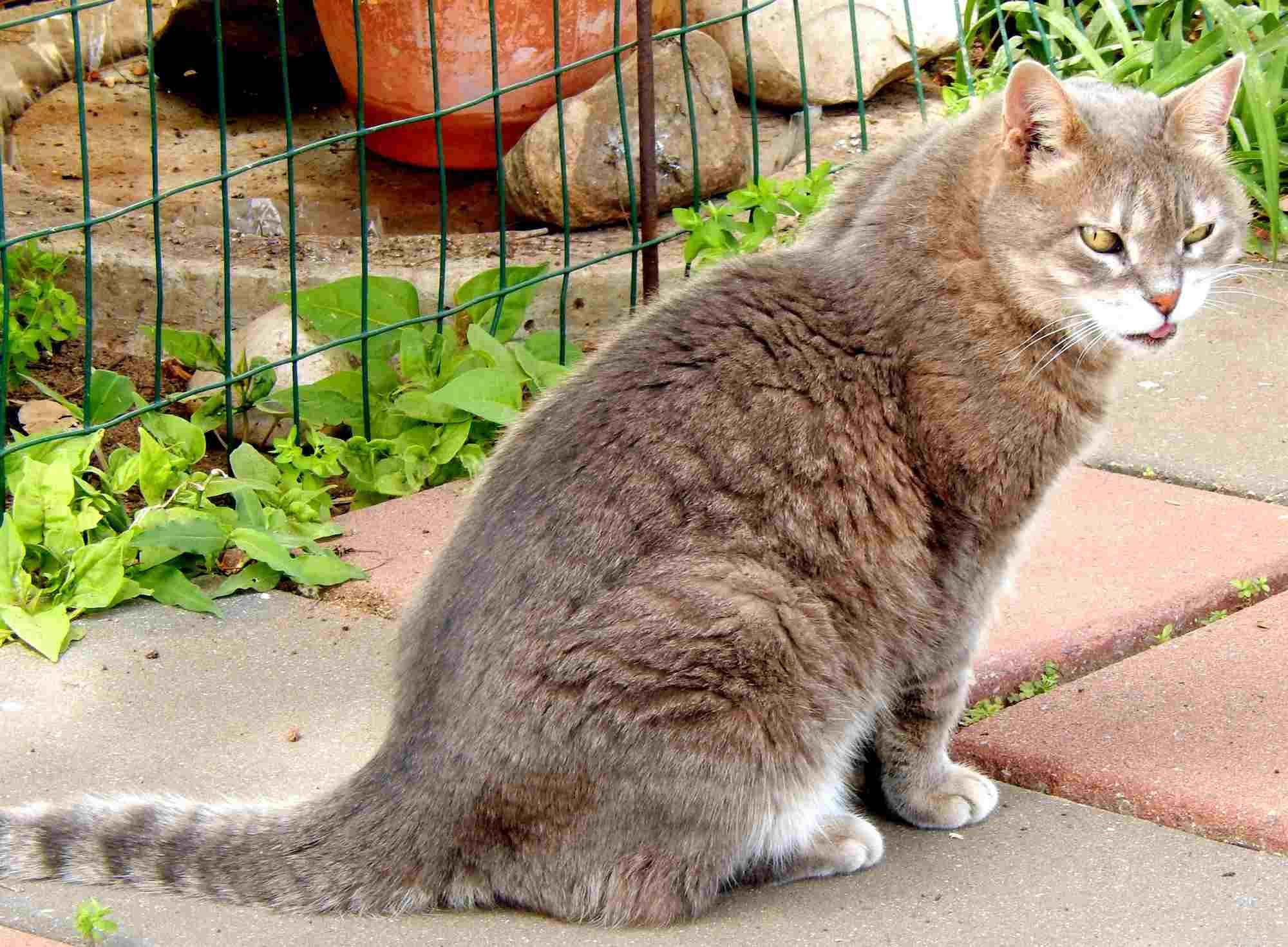 Does Your Cat s Color Reveal Its Personality? Exploring Myths & Facts