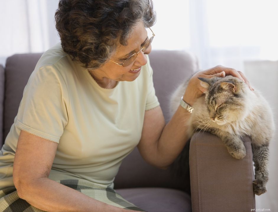 How to Spot Aging Signs in Your Cat and Know When to Visit the Vet