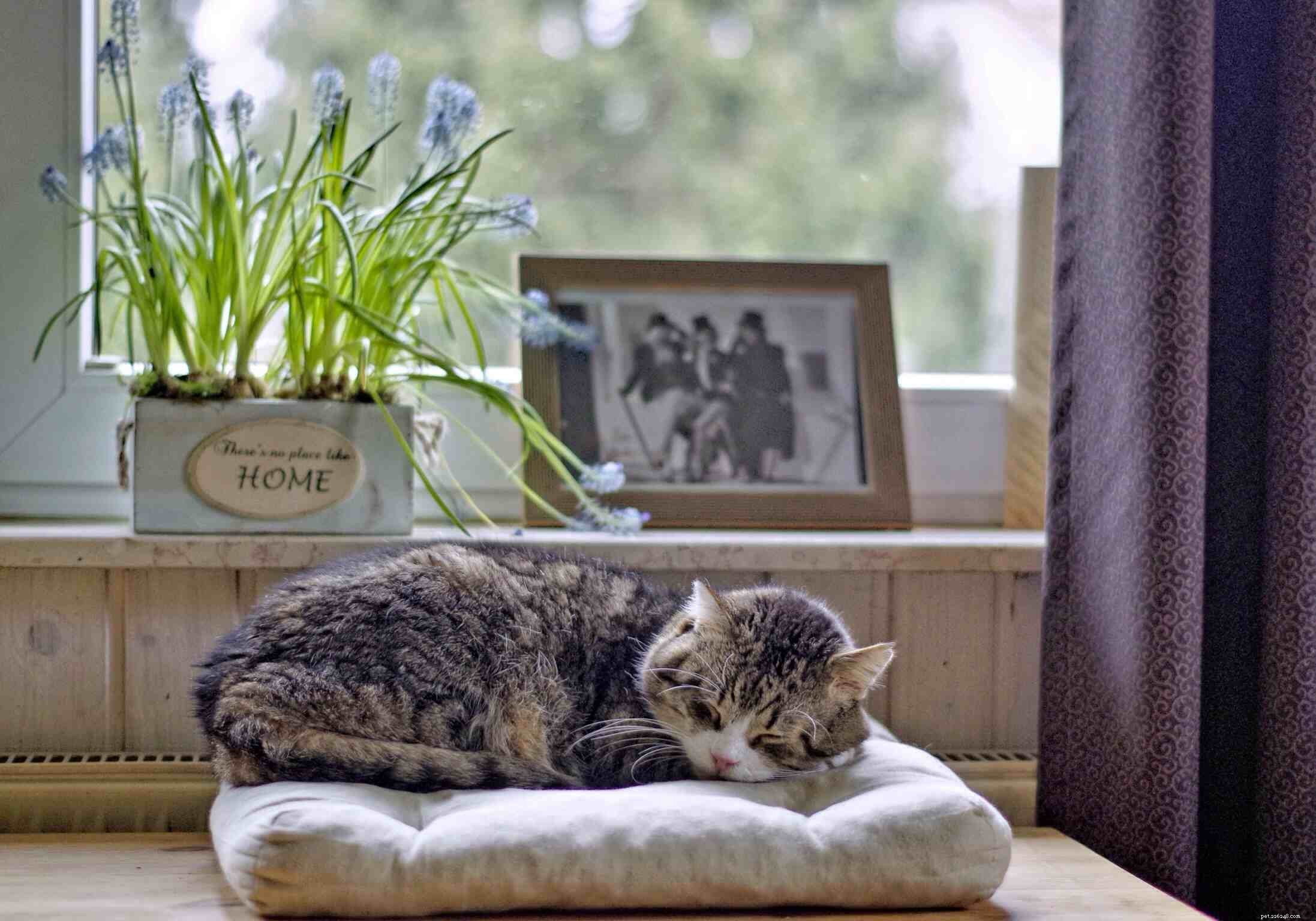 How to Spot Aging Signs in Your Cat and Know When to Visit the Vet