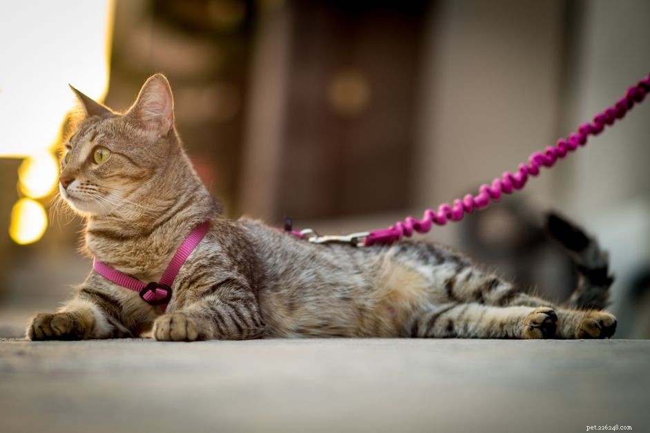Safe Outdoor Alternatives for Indoor Cats