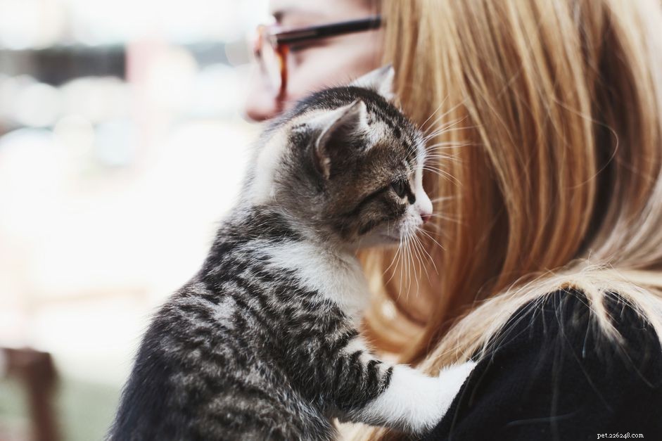 Why Some Cats Groom Their Owner s Hair: Insights into Feline Bonding and Behavior