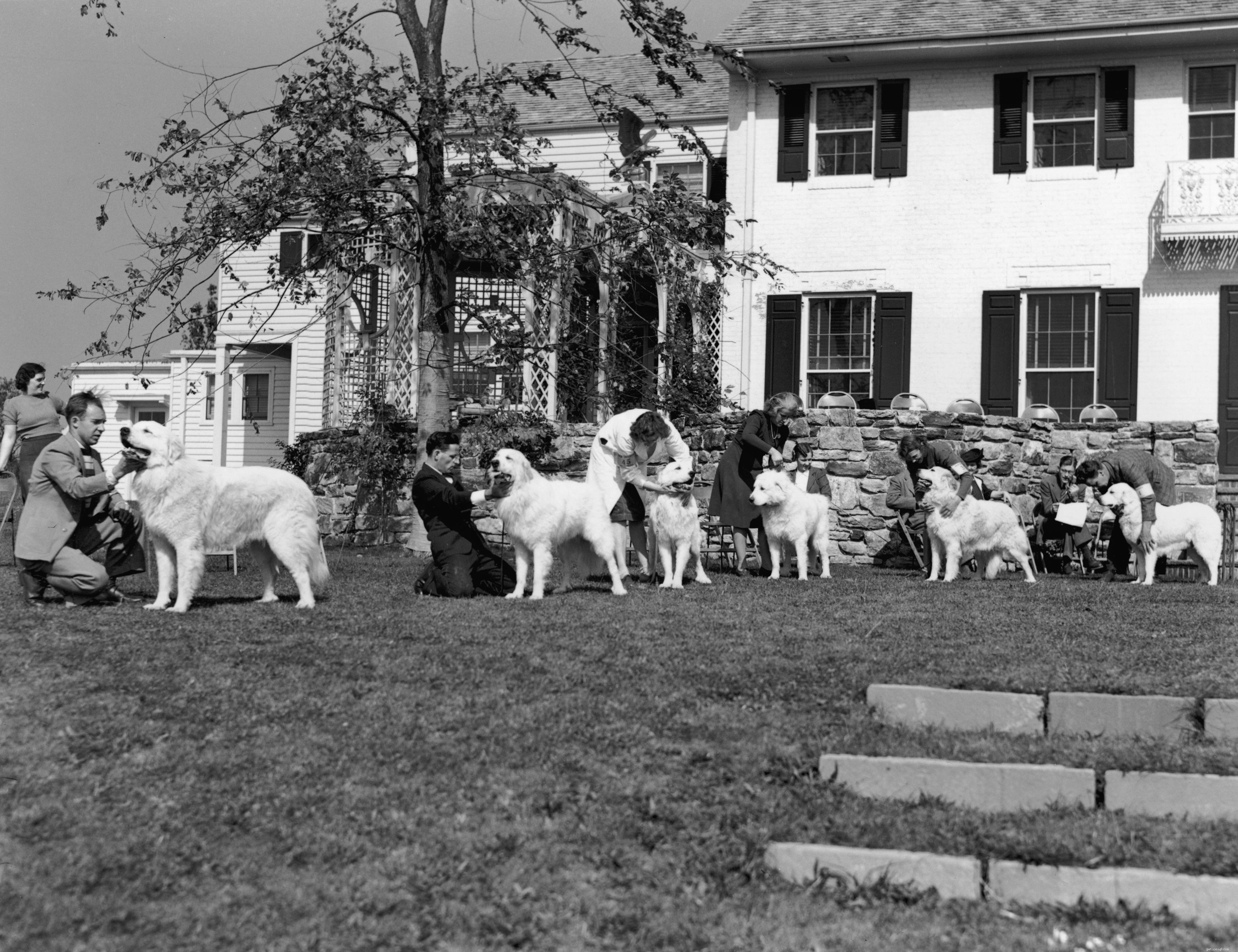 Great Pyrenees (Pyr): Comprehensive Breed Guide, Care, and Training Tips