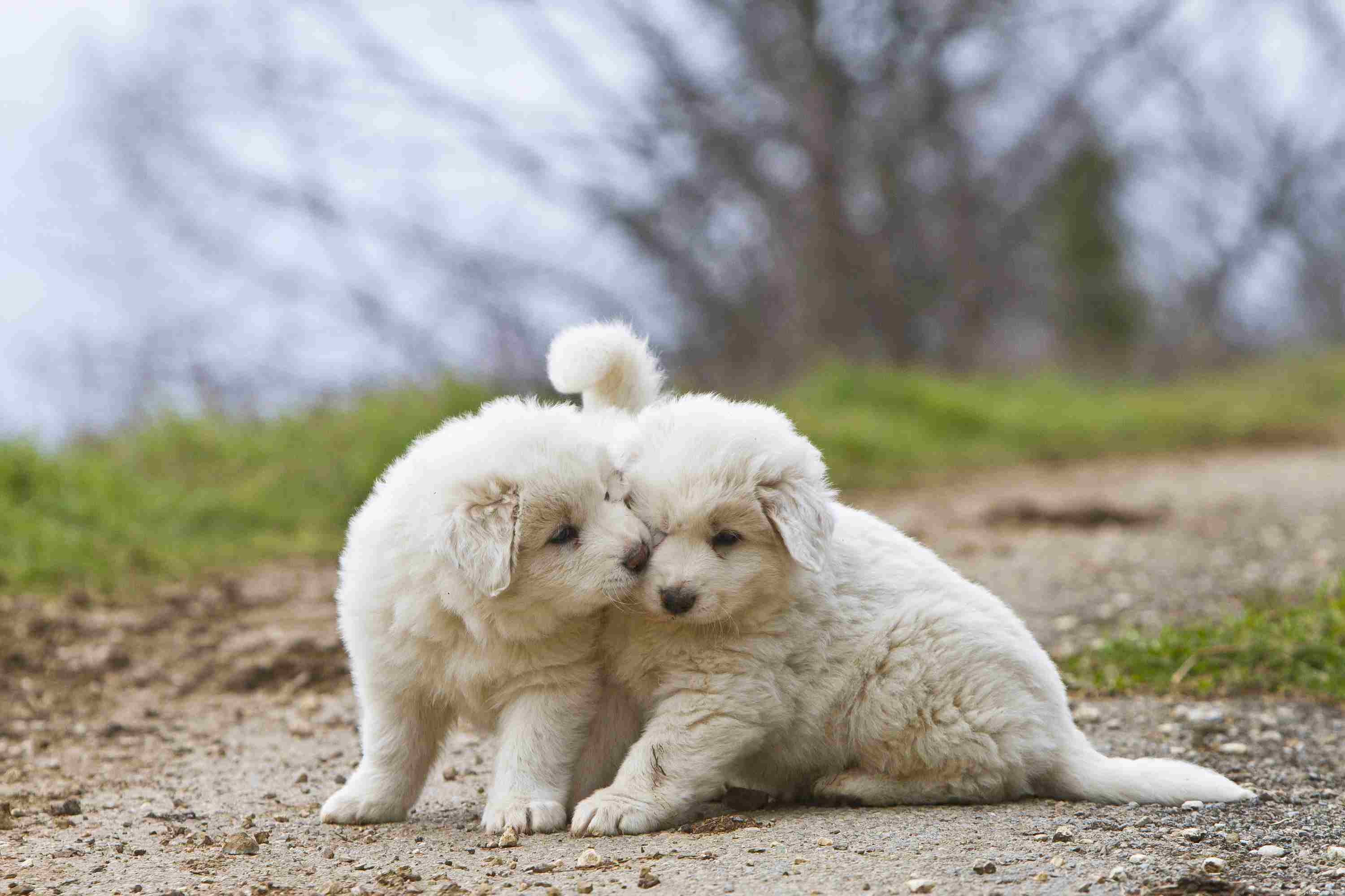 Great Pyrenees (Pyr): Comprehensive Breed Guide, Care, and Training Tips