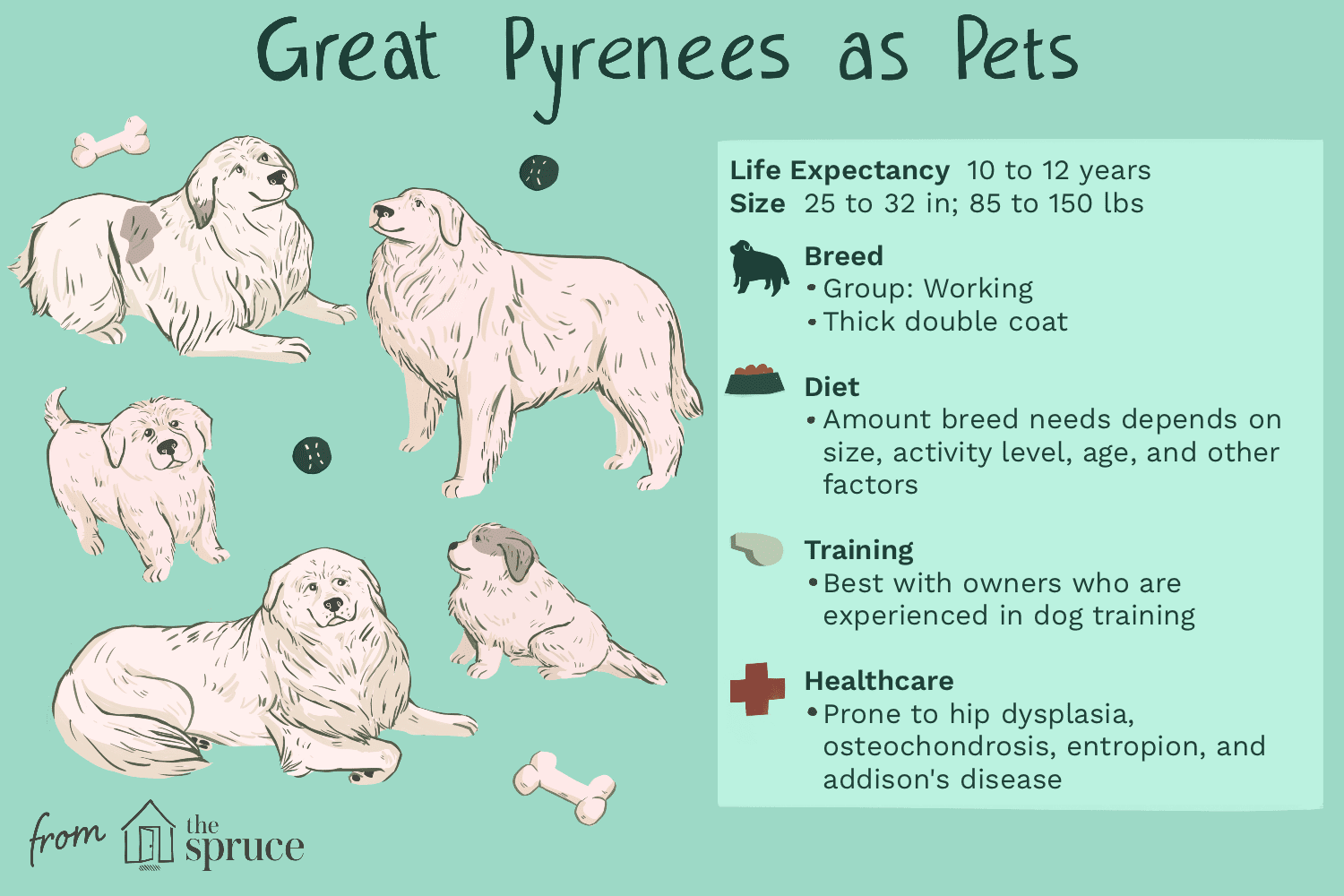 Great Pyrenees (Pyr): Comprehensive Breed Guide, Care, and Training Tips
