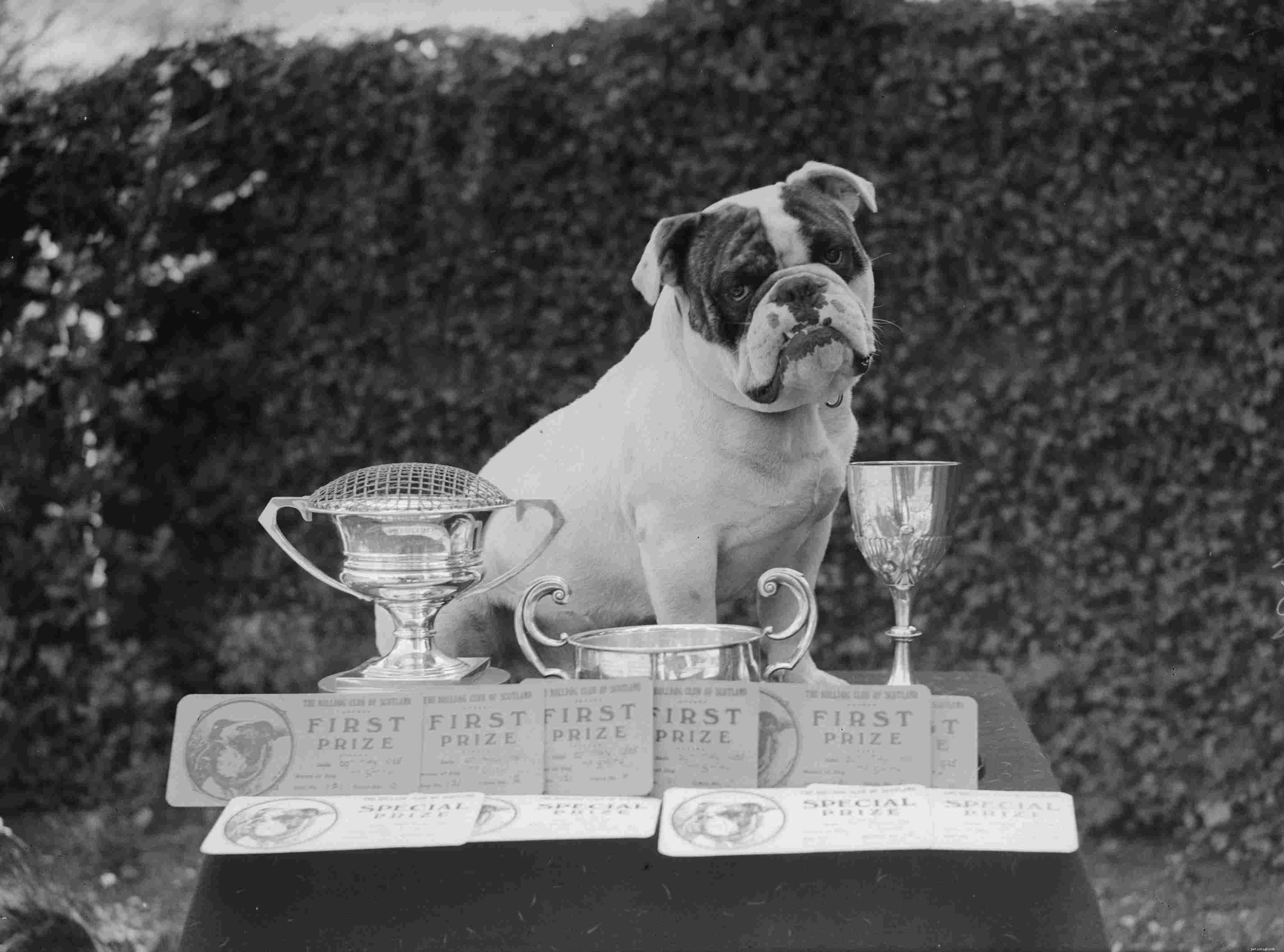 English Bulldog Guide: Characteristics, Care, and Training Tips