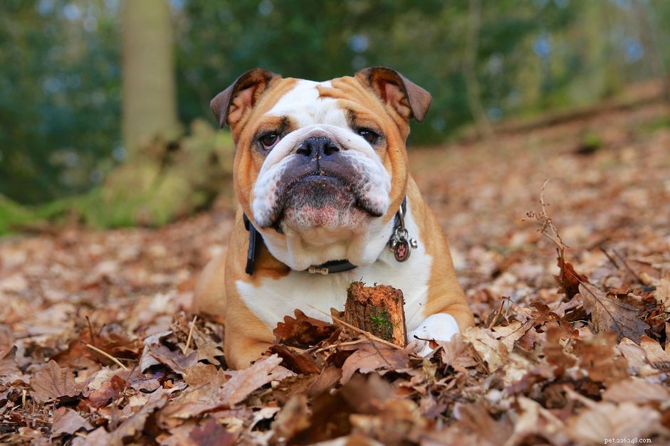 English Bulldog Guide: Characteristics, Care, and Training Tips