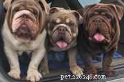 English Bulldog Guide: Characteristics, Care, and Training Tips