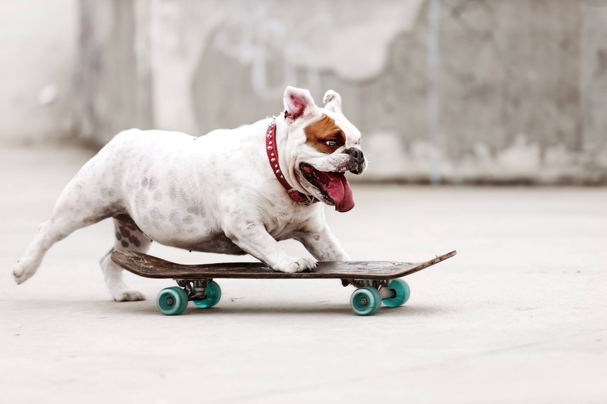 English Bulldog Guide: Characteristics, Care, and Training Tips