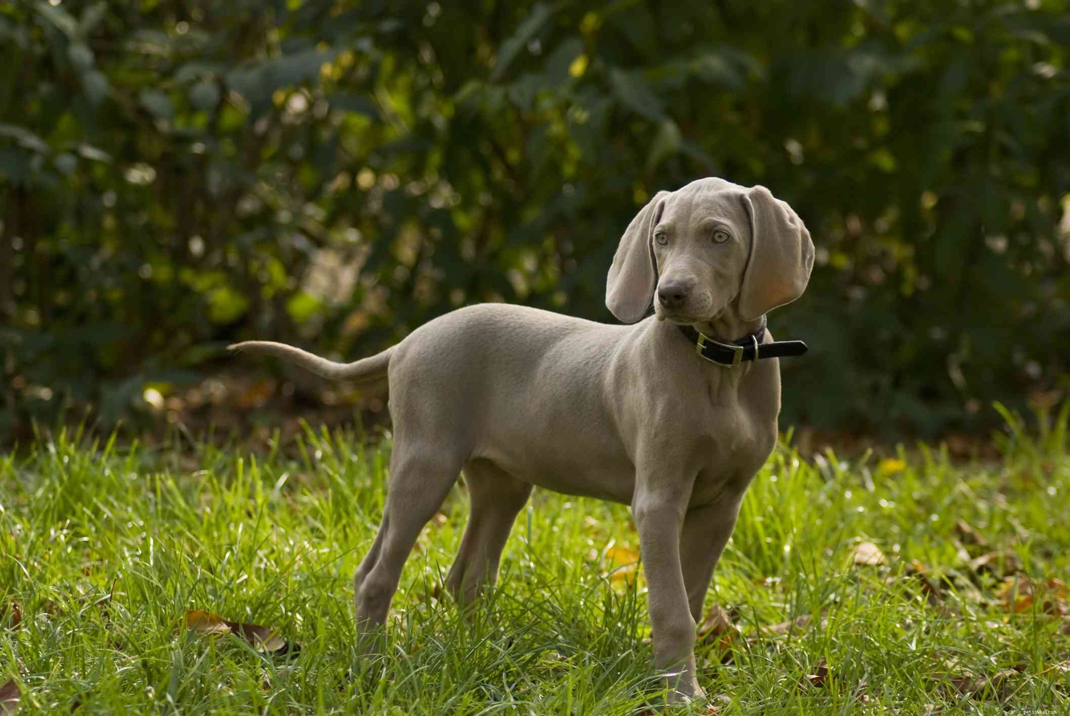Weimaraner Dog Breed: Characteristics, Care, and Training