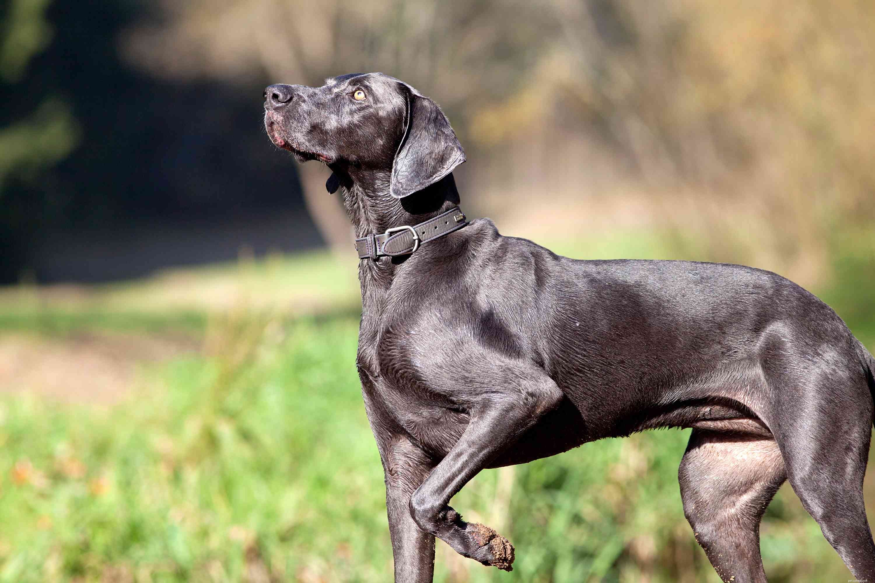 Weimaraner Dog Breed: Characteristics, Care, and Training