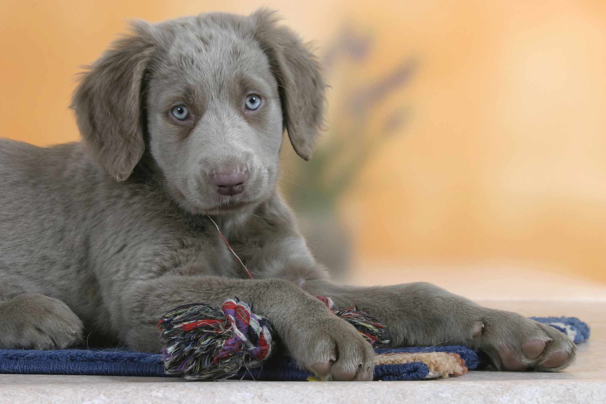 Weimaraner Dog Breed: Characteristics, Care, and Training