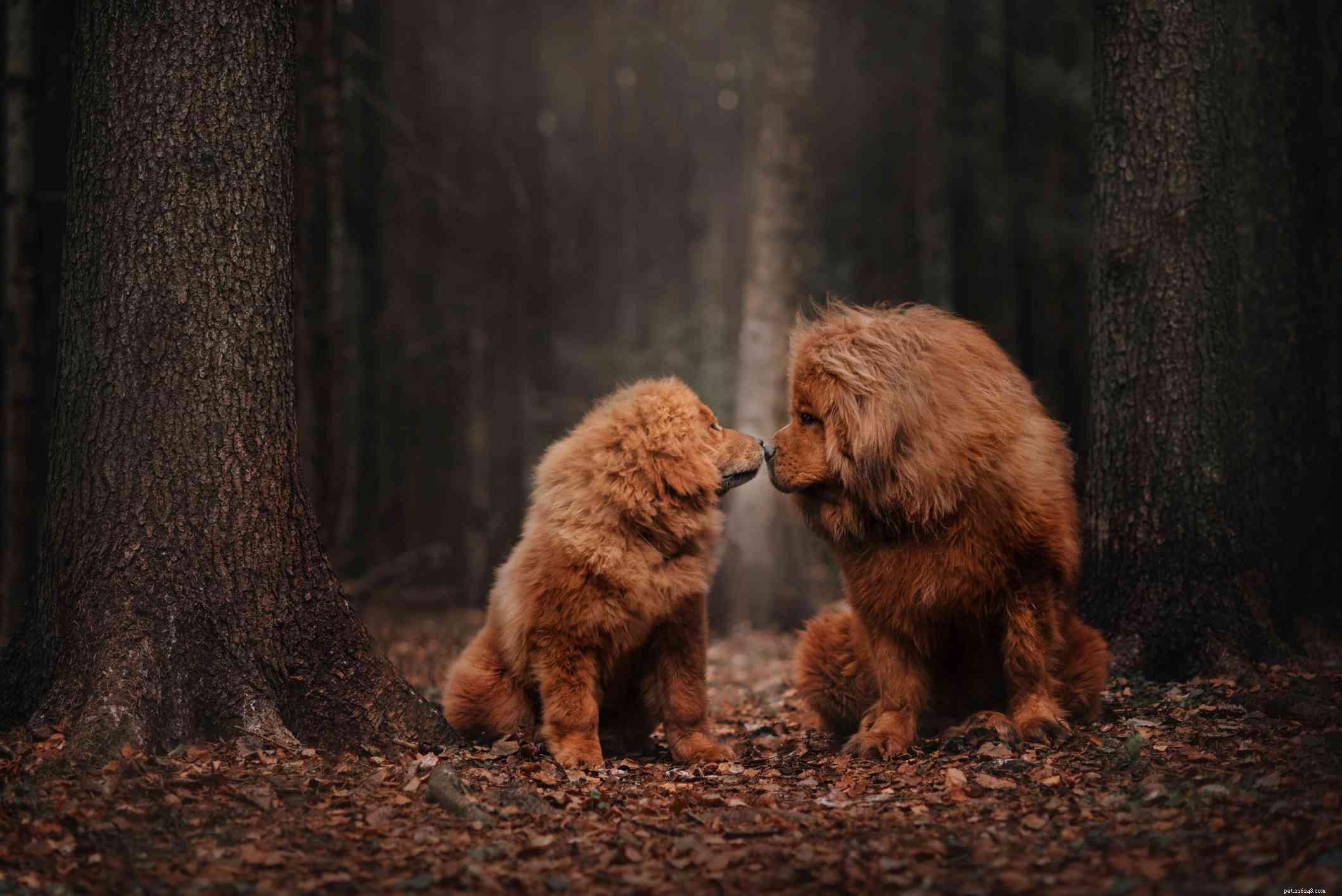 Tibetan Mastiff: Traits, Care, and Adoption Guide