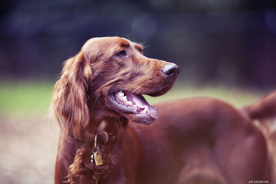 Explore 4 Premier Setter Dog Breeds for Active Families