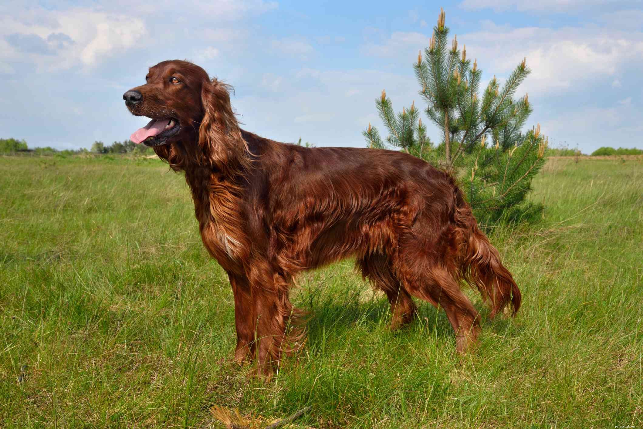 Explore 4 Premier Setter Dog Breeds for Active Families