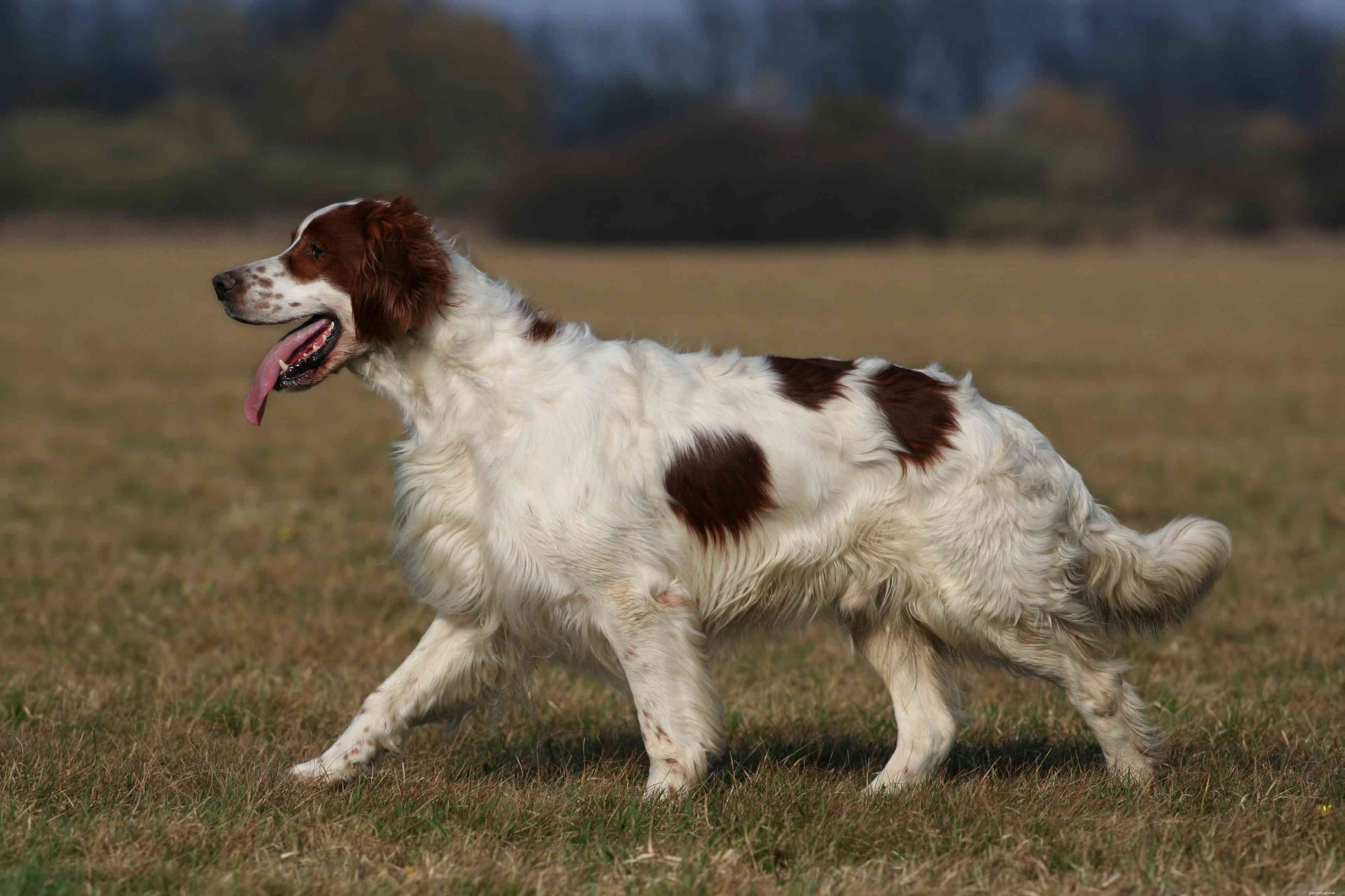 Explore 4 Premier Setter Dog Breeds for Active Families