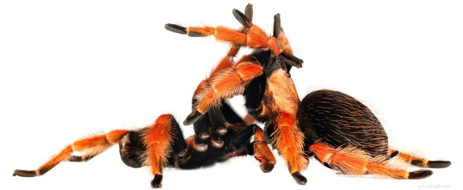 Understanding Tarantula Mating: A Guide for Breeders