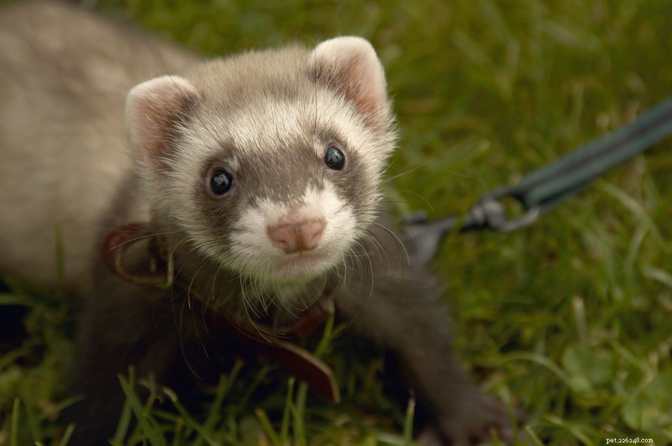 The Ultimate Guide to Ferret Nutrition: Expert Tips for Feeding Your Pet