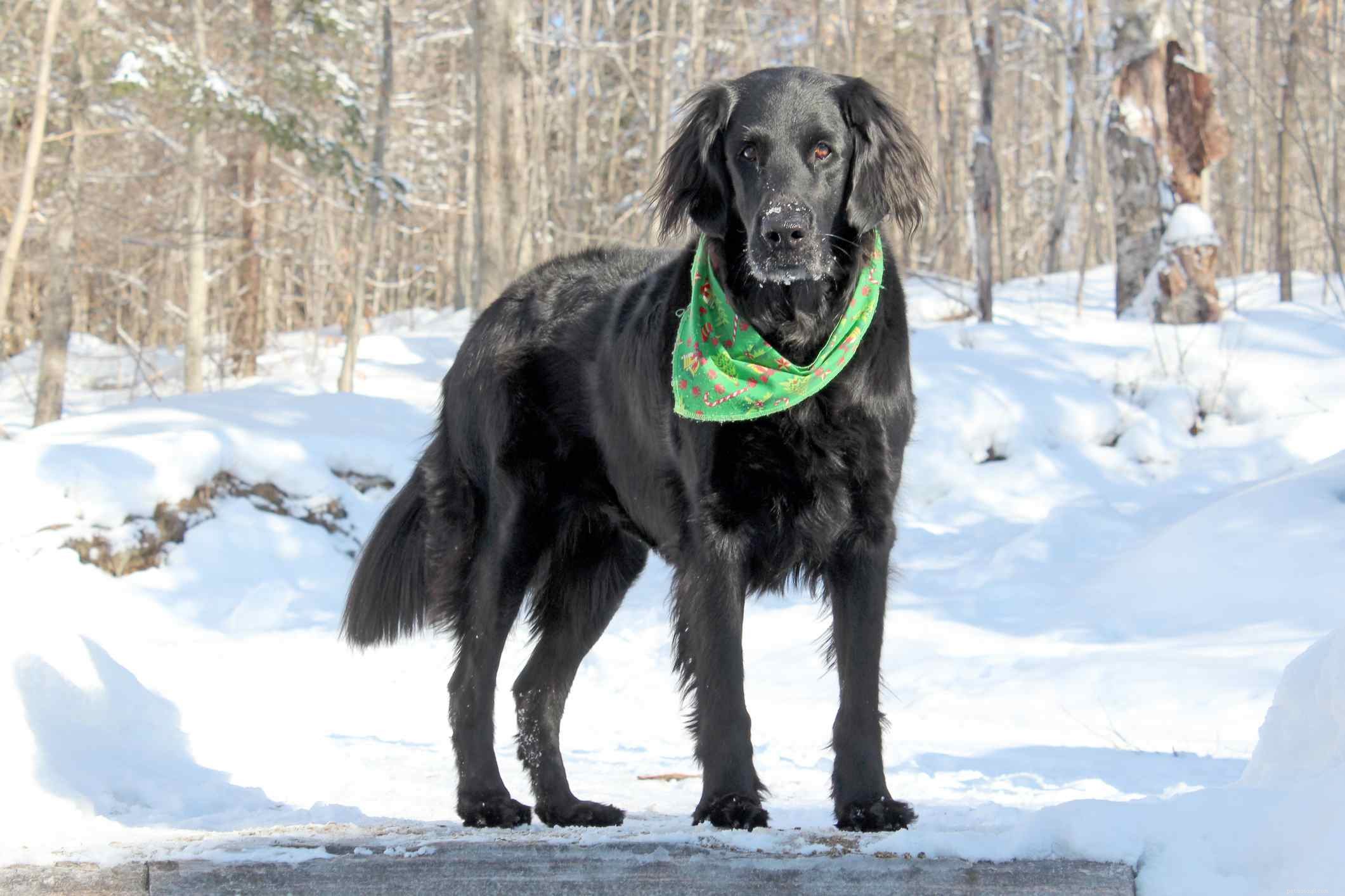 Top 6 Retriever Dog Breeds: From Labradors to Less Common Varieties